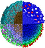 Morpheus demonstration at International Workshop and Hackathon Multicellular model description and cross-simulator exchange