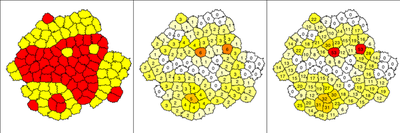 Output of `CellSorting_2D.xml` example model. Cells are color-coded based on their `CellType` (left), number of neighbors of different type (center) and length of boundary to cells of other type (right).