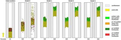 **Figure 3:** Snapshots of a simulation without the guidance-by-follower mechanism (model 0) and of three different realizations of the guidance-by-follower mechanism (models 1–3) at simulation times $20, 320, 620\ \mathrm{min}$. Cells are `color`-coded based on their identity, source of the velocity vector, and alignment. **Yellow:** Axial cells with motility as indicated by the yellow arrow on the left. Leading axial cells define the front speed. **Light green:** Polster cells guided by follower cells such that their orientation points to the same quadrant as the axial front velocity. **Orange:** Polster cells guided by follower cells away from the quadrant of the axial front velocity. **Dark green:** Polster cells with orientation into the same quadrant as the axial front velocity by chance due to run-and-tumble motion. **Red:** Polster cells with run-and-tumble motion away from the quadrant of the axial front velocity. ([*CC BY 4.0*](https://creativecommons.org/licenses/by/4.0/): [**Müller _et al._**](#reference), [Fig. 3](https://www.frontiersin.org/articles/10.3389/fams.2023.1163583/full#F3))