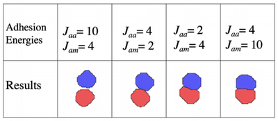 Examples of the effect of cell- cell and cell-medium adhesion energies on the shape and contact region between two CPM cells.