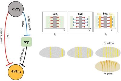 Formation of the Eve stripes during time. **Left and top:** Once Eve stripes are formed, they emit two signals that incoherently regulate the emergence of the next stripe. The first signal is fast and short-range (red) and blocks the activation of eve near an existing band. The second signal (blue) is slower and long-range and suppresses the constitutive repressor, leading to activation of eve expression. **Bottom right:** The final *in silico* pattern closely resembles the *in vivo* eve phenotype. (© [Regueira *et al.*, 2019](#reference), Fig. 5C)