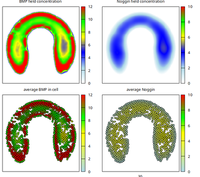 Final state of the model simulation.