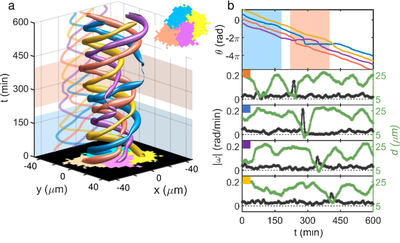 Results of model simulations for cell quadruplet, published by [Lee _et al._](#reference) ([Fig. 6a,b](https://doi.org/10.1371/journal.pcbi.1009447.g006)) [*CC BY 4.0*](https://creativecommons.org/licenses/by/4.0/)