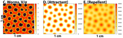 Published results from [Fig. S3](https://doi.org/10.1371/journal.pcbi.1009231.s003) by [Avery _et al._](#reference): Results of model simulation for small system of 9000 worms on a $1\ \mathrm{cm} \times 1\ \mathrm{cm}$ square at time $200.000\ \mathrm{s}$ ([*CC BY 4.0*](https://creativecommons.org/licenses/by/4.0/): [**Avery _et al._**](#reference))