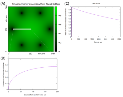 Simulation result of the model after 1 hour.