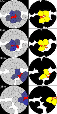 [Fig. 3A](https://journals.plos.org/ploscompbiol/article?id=10.1371/journal.pcbi.1007972#pcbi-1007972-g003): Still images of a high motility CTL with 15 minute minimal hitting time, interacting with targets. ([CC BY 4.0](https://creativecommons.org/licenses/by/4.0/): [**Beck *et al.***](#reference))