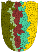 Stem Cells in the Intestinal Crypt