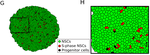 Neural Stem Cell Redivisions in Adult Zebrafish Telencephalon