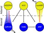 Self-Organization of Leaf Polarity