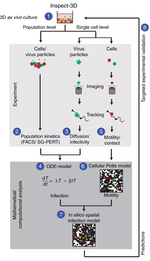 Experimental and computational analyses reveal that environmental restrictions shape HIV-1 spread in 3D cultures